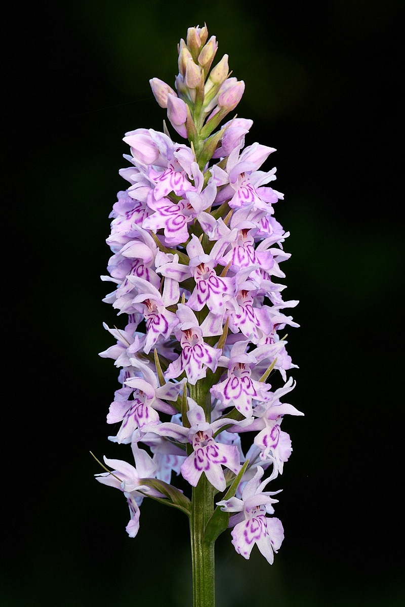 Not so wild Orchid